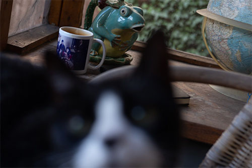 roswell
          photobombing a picture of food